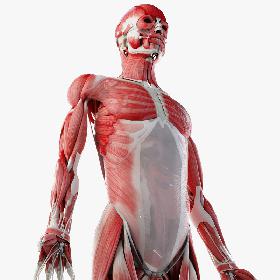 Male Skin, Skeleton And Muscles Rigged 3D
